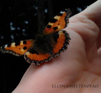 Schmetterling auf Hand