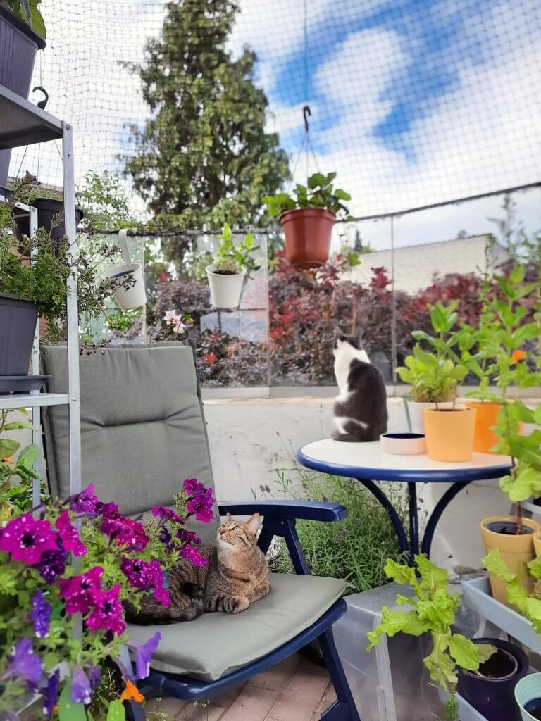 Meine Katzen Kiki und Belana genießen den Sommer auf dem Balkon umgeben von vielen Pflanzen