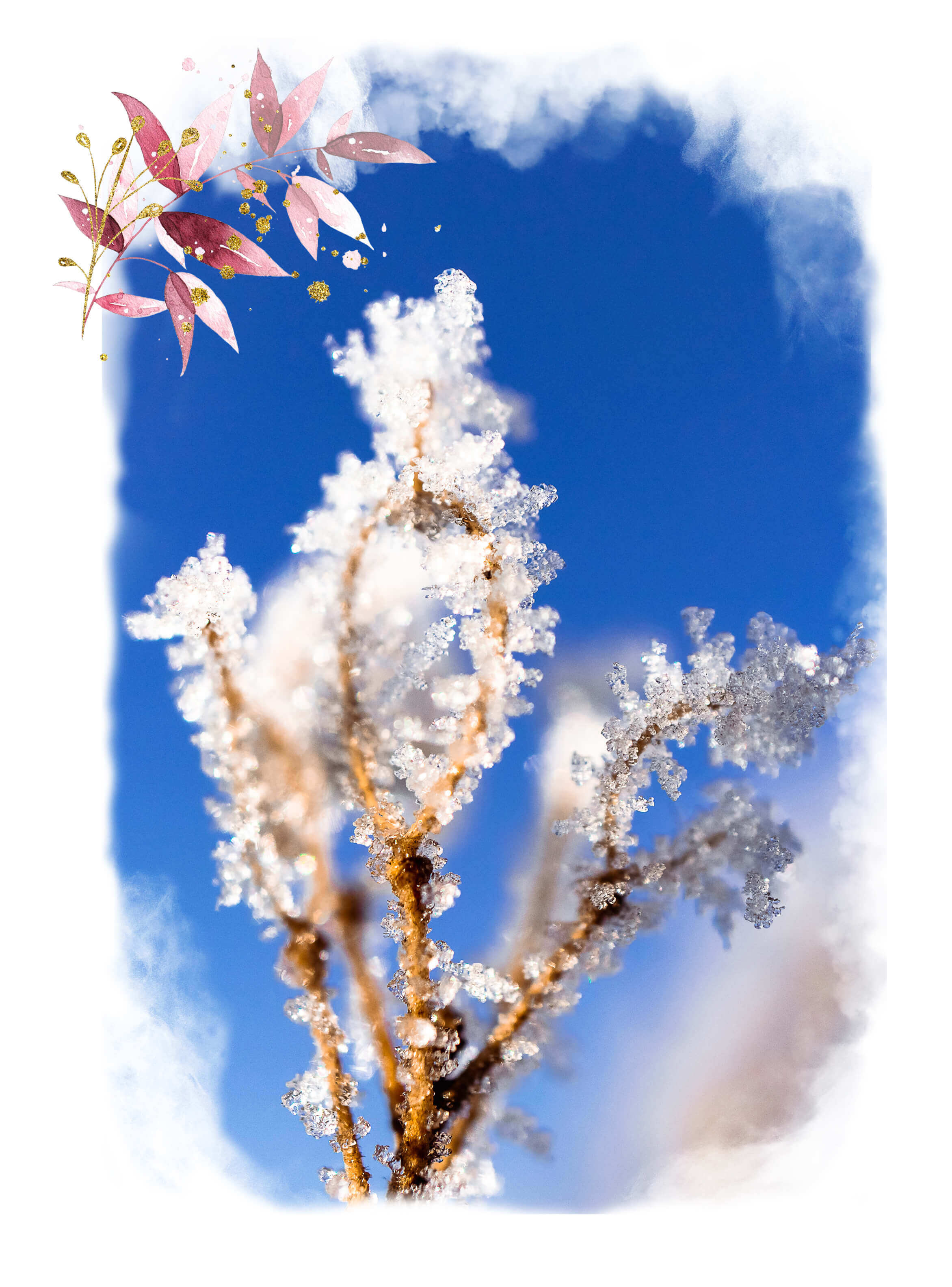 Frost auf einer Pflanze im Sonnenschein