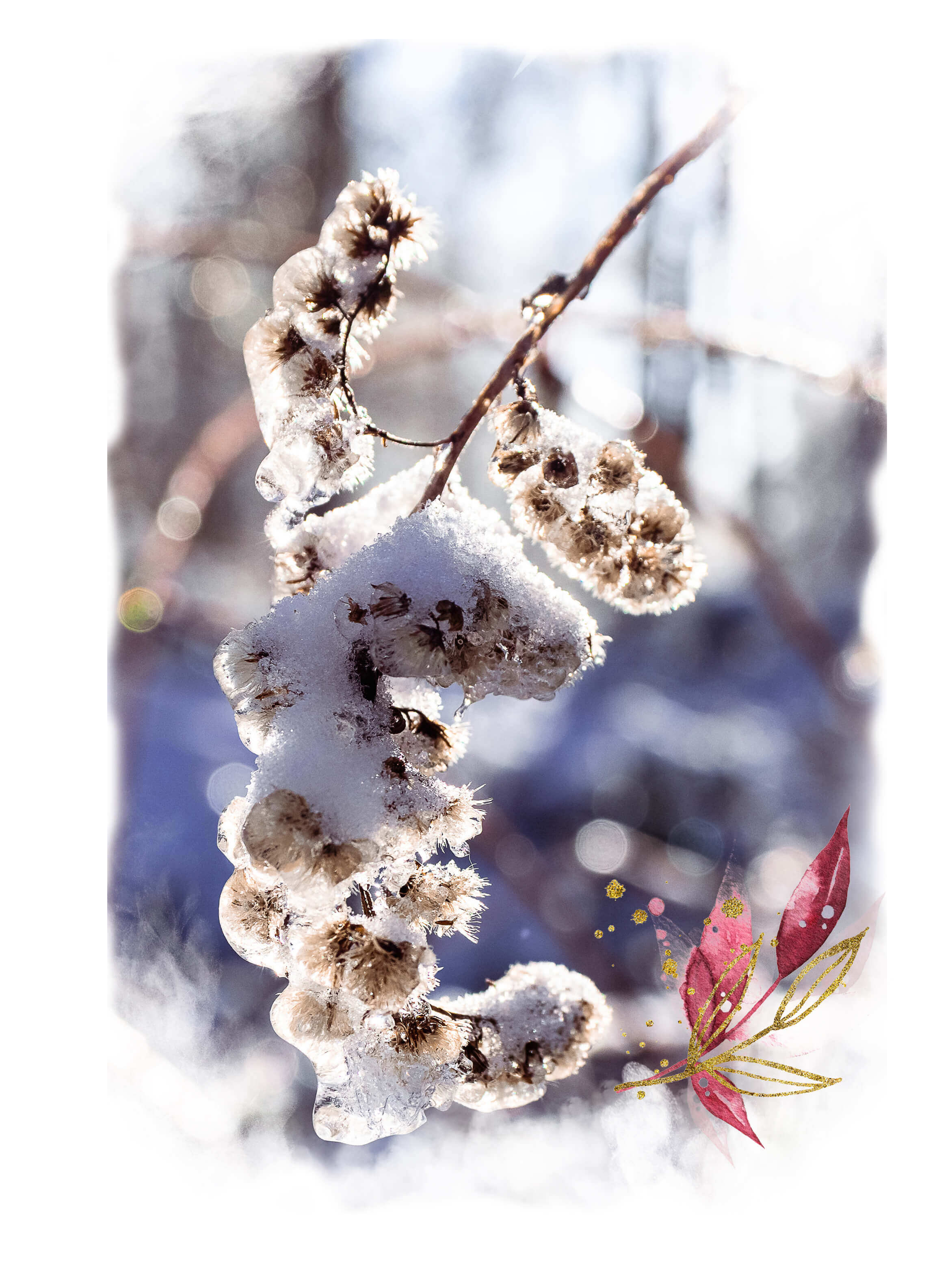 Gefrorener Schnee auf Blütenresten im Wald