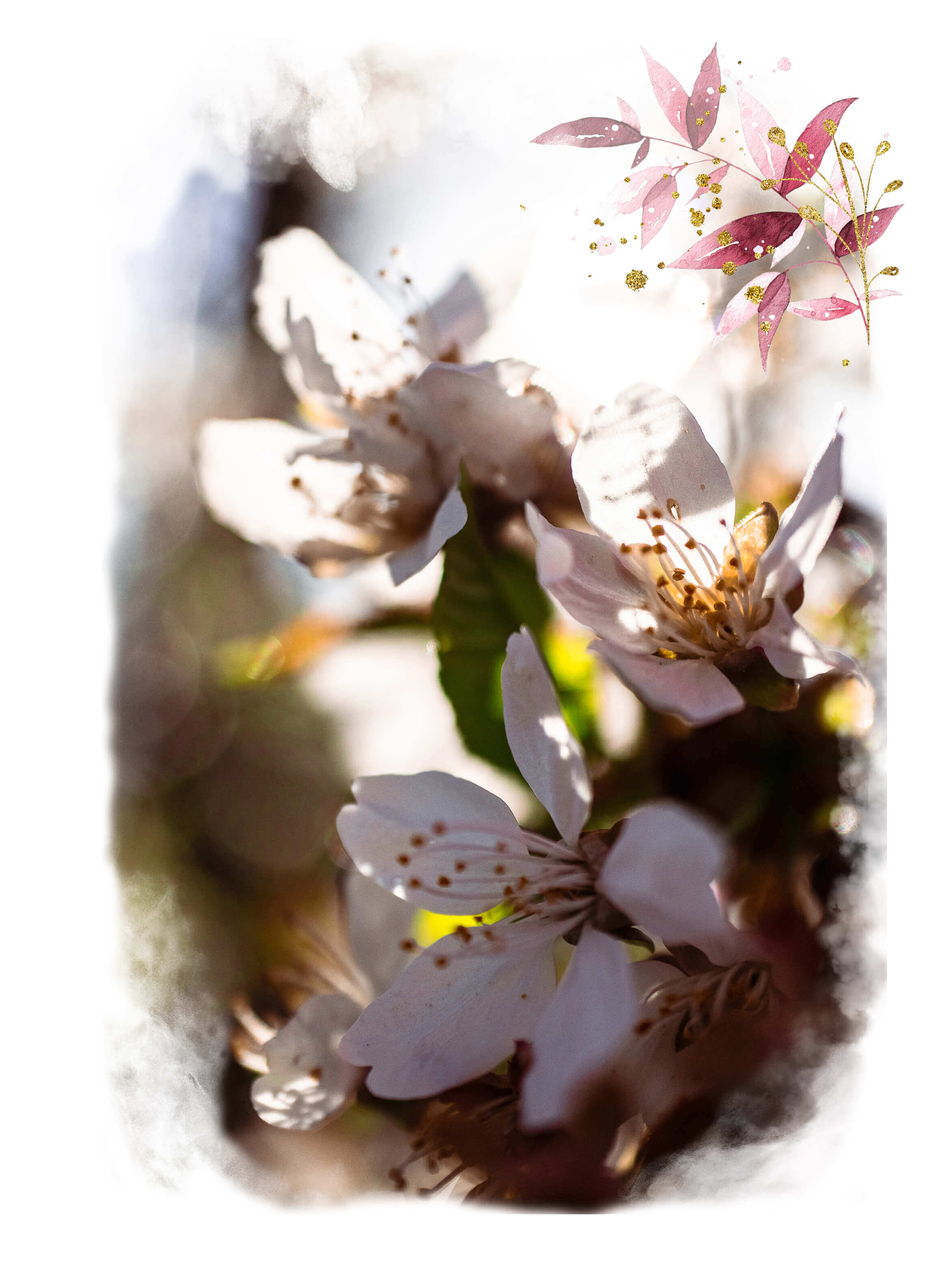 Kirschblüten im Sonnenschein