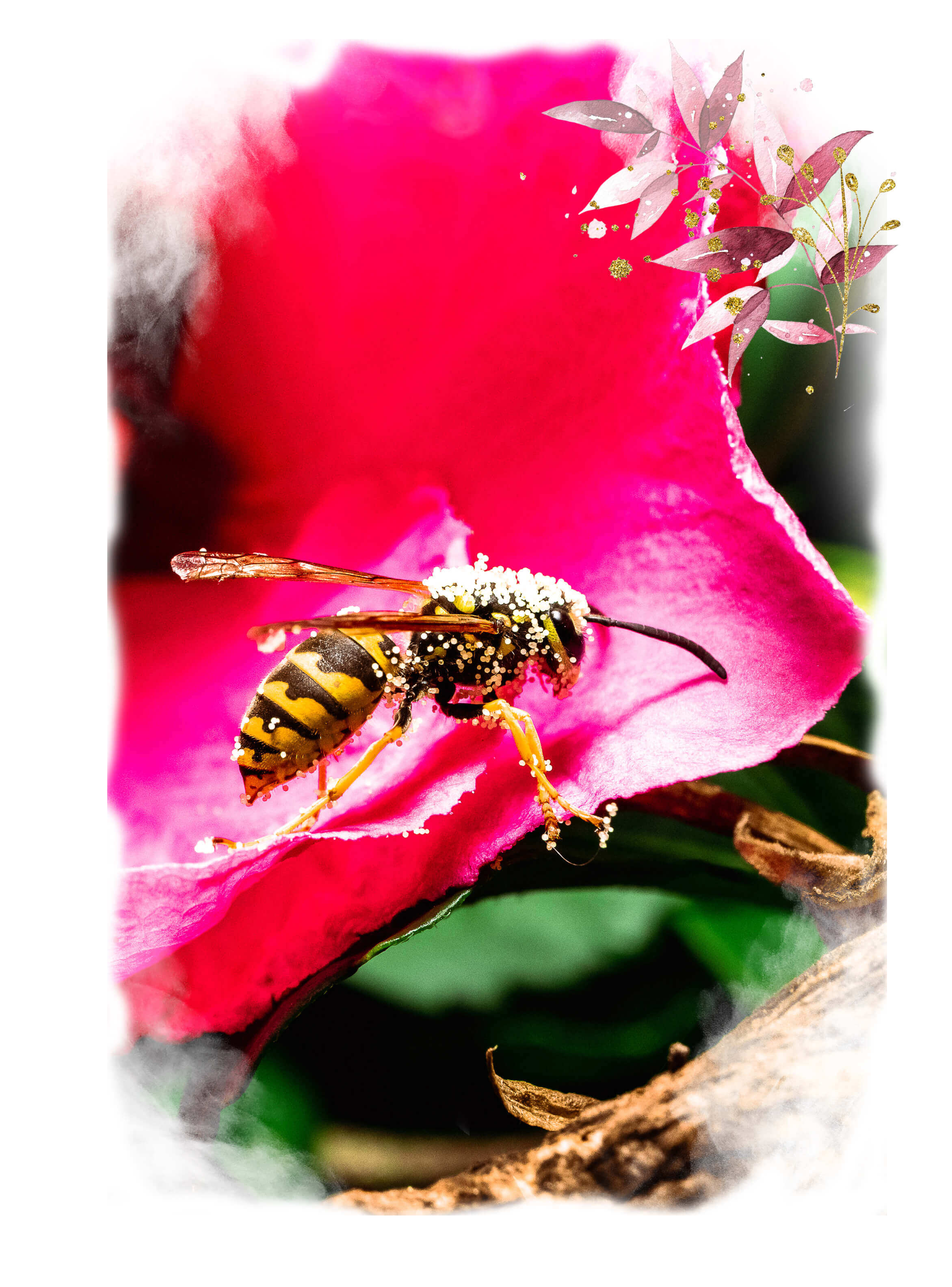 Wespe bedeckt mit Pollen auf einem Blütenblatt
