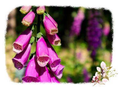 Fingerhut im Sonnenschein - mitten im Wald stehen mehrere Pflanzen pink leuchtenden Fingerhuts; nur die vordere Pflanze ist mit ihren Blüten scharf, die anderen sind schemenhaft im Hintergrund erkennbar