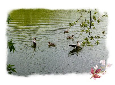 Im Fluss des Lebens die Flügel ausbreiten - auf dem Foto sind mehrere Gänse zu sehen, die auf einem See schwimmen. Zwei von ihnen breiten die Flügel aus. Äste hängen ins Wasser.