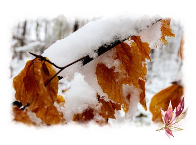 Herbstblätter unter Schnee - die Blätter leuchten Orange und eine dicke Schneeschicht liegt auf diesen und dem Ast darüber - im Hintergrund sind verschwommen Baumstämme zu erkennen