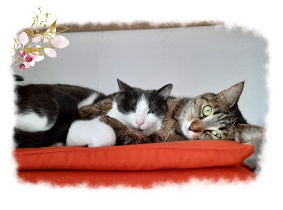 Die Katzen Kiki und Belana liegen auf einem Kissen wobei Belana - die rechte Katze - die Arme um Kiki gelegt hat; Kiki kuschelt sich an Belana an
