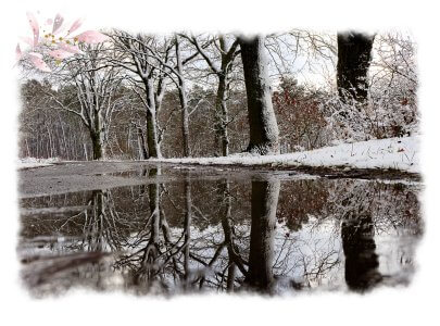 Pfütze auf einem Weg, in der sich schneebedeckte Bäume spiegeln, die am Wegrand zu sehen sind