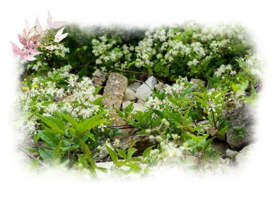 Steine von weiß blühenden Pflanzen überwuchert