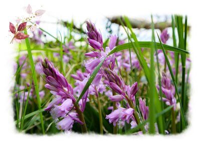 Blütenmeer im Frühling: lila Blüten im Gras - Frühlingsblumen unter einem Ast