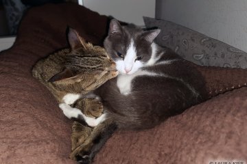 Meine Katzen Belana und Kiki kuscheln im Bett miteinander und schnurren mich wieder in den Schlaf