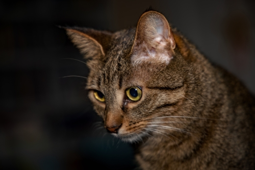 Belana, Katze Porträt in Nahaufnahme