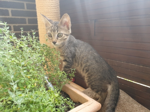 Belana als Kitten neben einer Pflanze
