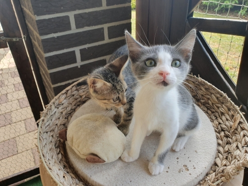 Belana (links) und Kiki (rechts)  - meine beiden Katzen - als Kitten in einem Körbchen