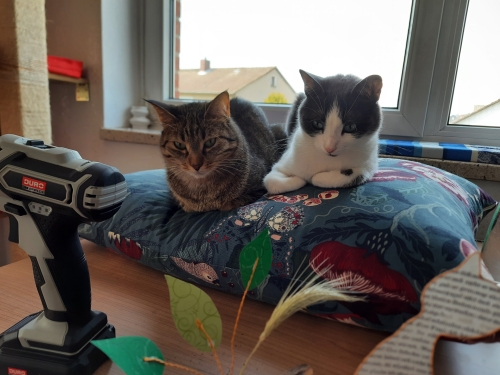 Belana (links) und Kiki (rechts) - meine beiden Katzen - beobachten mich bei Bastelarbeiten von ihrem Kissen aus