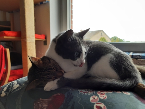 Kiki kuschelt Belana besonders fest auf ihrem Kissen - Schwesternliebe in Katzenvariante