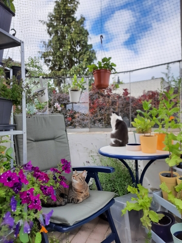 Kiki (auf dem Tisch) und Belana (auf dem Liegestuhl) - meine beiden Katzen - genießen den Sommer auf dem Balkon umgeben von Blumen