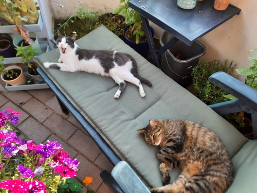 Kiki (auf dem Tisch) und Belana (auf dem Liegestuhl) - meine beiden Katzen - genießen den Sommer auf dem Balkon umgeben von Blumen