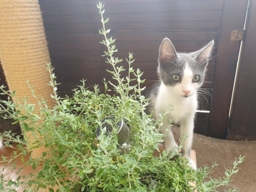 Kiki als Kitten neben einer Pflanze