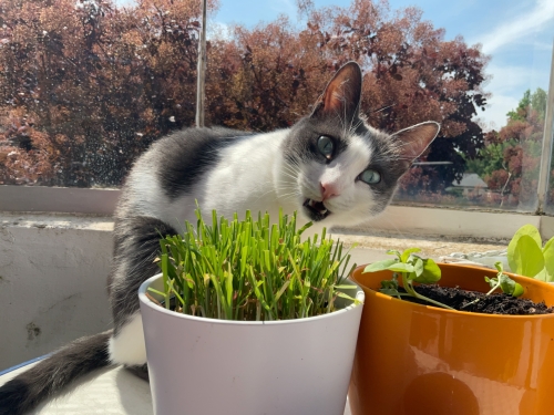 Kiki, Katze, frisst Gras auf dem Balkon
