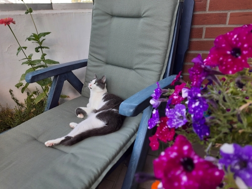Kiki, Katze, genießt die Wärme und den Sommer auf dem Balkon umgeben von Blumen