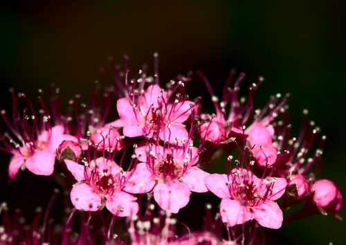 Makrofoto mehrerer Blüten