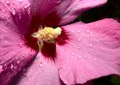 Makrofoto einer Hibiskusblüte