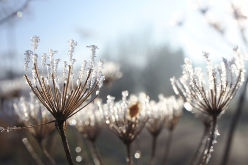 Vereiste Pflanzen im Sonnenschein im Winter