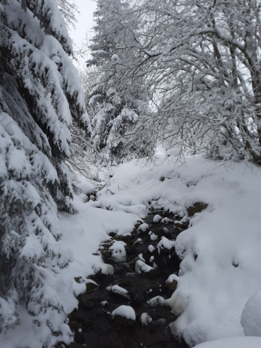 Ein Bachlauf umgeben von schneebedeckten Bäumen
