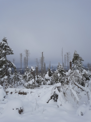 Ein Blick ins Tal - verschneite Tannen und abgestorbene Bäume