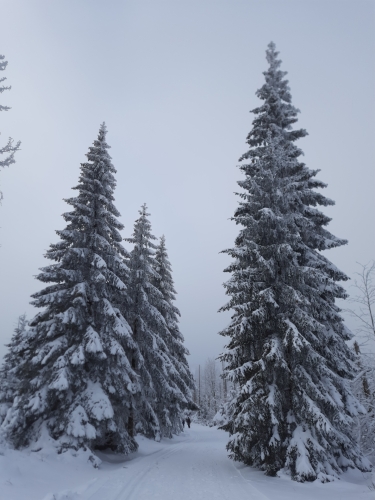 schneebedeckte Tannen im Harzer Winterwunderland