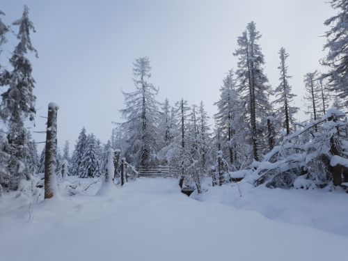 Weg durch den Winterwunderwald im Harz