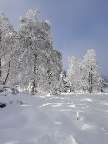 Licht und Schatten spielen auf der Schneedecke vor schneebedeckten Bäumen