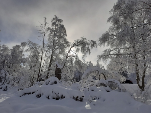 Schneebedeckte Bäume im Harz durch die zaghaft die Sonne scheint